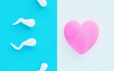 Conception – Les facteurs indispensables à la bonne ovulation