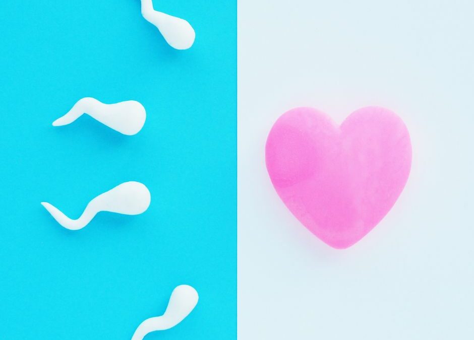 Conception – Les facteurs indispensables à la bonne ovulation